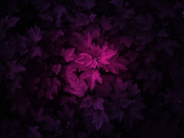 Arka plan doku yeşillik, yaprak,