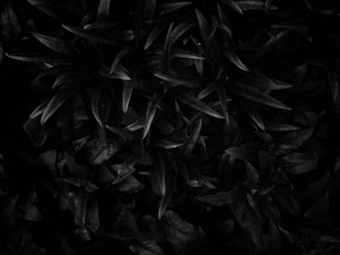 Arka plan doku yeşillik, yaprak,