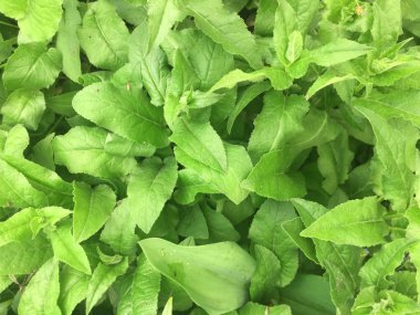 Arka plan doku yeşillik, yaprak,