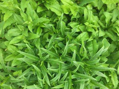 Arka plan doku yeşillik, yaprak,