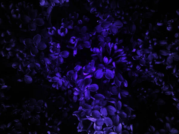 Tmavé Pozadí Květinami — Stock fotografie