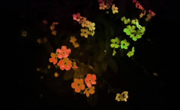 Σκούρο Φόντο Λουλούδια — Φωτογραφία Αρχείου