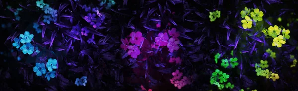 Σκούρο Φόντο Λουλούδια — Φωτογραφία Αρχείου