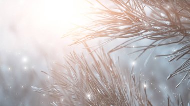 Kış soyut mavi arka plan. Karda köknar dalları, bokeh, güneş ışığı. Sancak mavisi arkaplan.