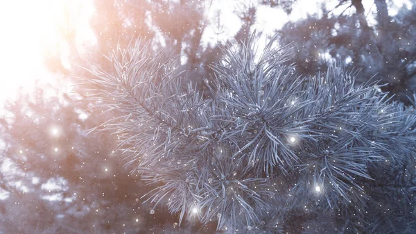 Vinter Abstrakt Blå Bakgrund Med Gran Grenar Snön Bokeh Solljus — Stockfoto