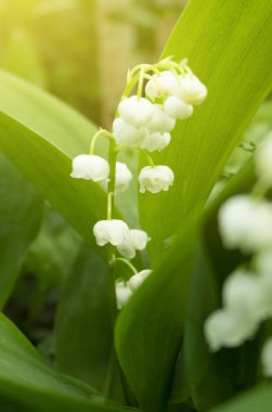 Bahar çiçeği arkaplanı. Makro nesne, yakın plan. Güneşli bahar ışığı. Yeşil çimen, güneşin yansıması..