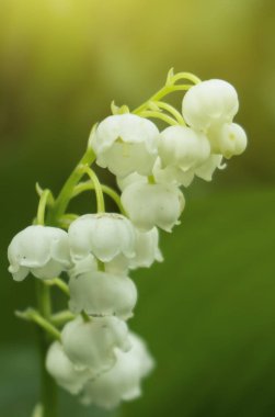 Bahar çiçeği arkaplanı. Makro nesne, yakın plan. Güneşli bahar ışığı. Yeşil çimen, güneşin yansıması..