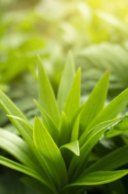 Bahar çiçeği arkaplanı. Makro nesne, yakın plan. Güneşli bahar ışığı. Yeşil çimen, güneşin yansıması..