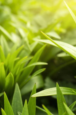 Bahar çiçeği arkaplanı. Makro nesne, yakın plan. Güneşli bahar ışığı. Yeşil çimen, güneşin yansıması..