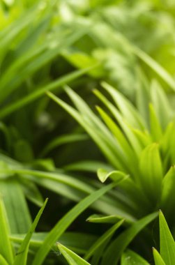 Bahar çiçeği arkaplanı. Makro nesne, yakın plan. Güneşli bahar ışığı. Yeşil çimen, güneşin yansıması..