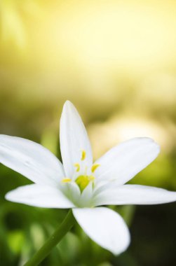 Bahar çiçeği arkaplanı. Makro nesne, yakın plan. Güneşli bahar ışığı. Yeşil çimen, güneşin yansıması..