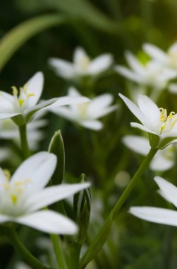Bahar çiçeği arkaplanı. Makro nesne, yakın plan. Güneşli bahar ışığı. Yeşil çimen, güneşin yansıması..