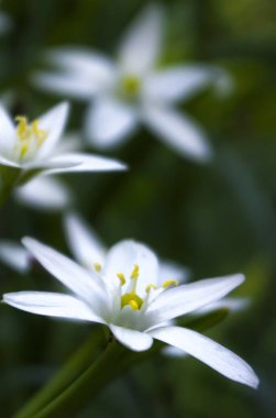 Bahar çiçeği arkaplanı. Makro nesne, yakın plan. Güneşli bahar ışığı. Yeşil çimen, güneşin yansıması..