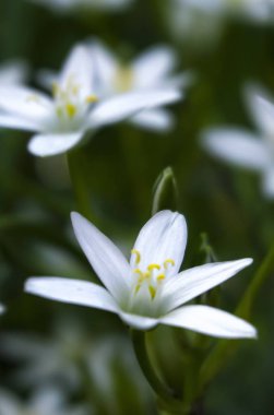 Bahar çiçeği arkaplanı. Makro nesne, yakın plan. Güneşli bahar ışığı. Yeşil çimen, güneşin yansıması..