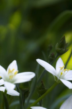 Bahar çiçeği arkaplanı. Makro nesne, yakın plan. Güneşli bahar ışığı. Yeşil çimen, güneşin yansıması..