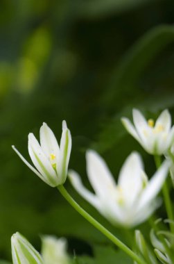 Bahar çiçeği arkaplanı. Makro nesne, yakın plan. Güneşli bahar ışığı. Yeşil çimen, güneşin yansıması..