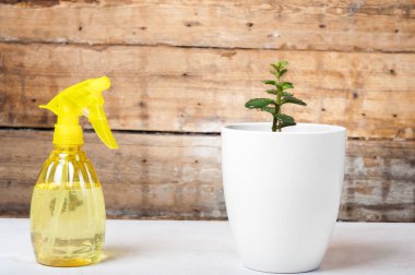 Büyüme kavramı - ev bitkisi sprey ile sulama