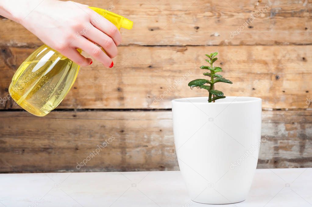 Growth concept - Watering the house plant with spray