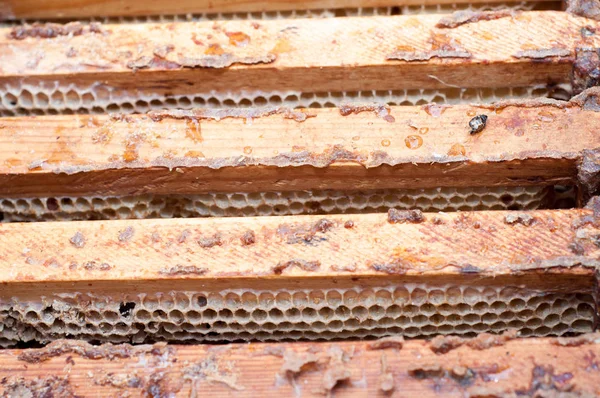 木製のフレームに空のハニカム — ストック写真
