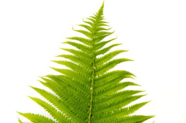 Fern polypody engerek'ın dilini bitki beyaz arka plan üzerinde