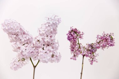 Kavram yaşlanma. Taze leylak dalı vs soluk, Kuru, Lila br Solana