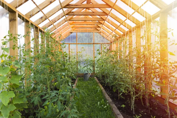 Tuinieren concept. Groeiende tomaten in de gezellige huis serre — Stockfoto