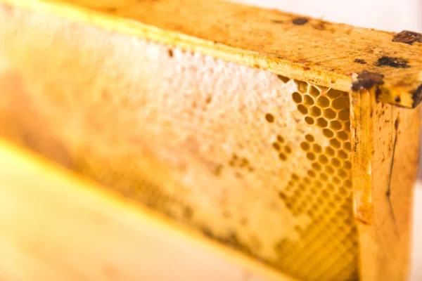 蜂蜜でいっぱいのハニカムと木製のフレーム — ストック写真