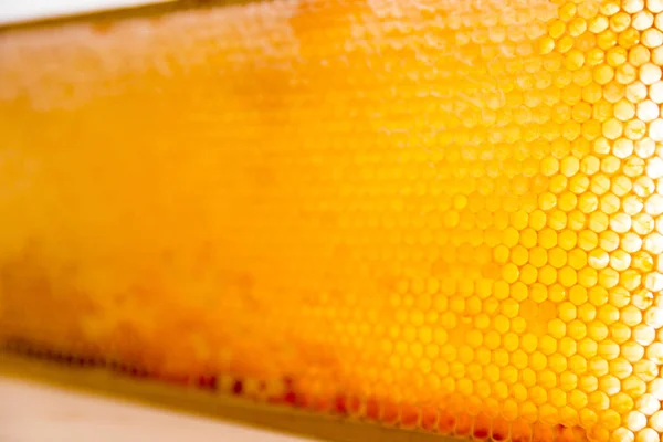用蜂窝装满蜂蜜的木制框架 — 图库照片