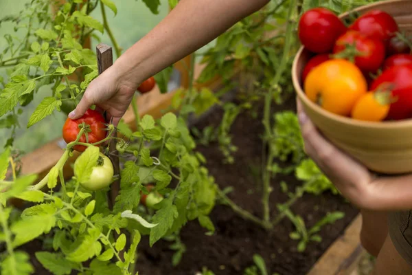 Woman's hands harvesting fresh organic tomatoes in her garden on — Stock Photo, Image