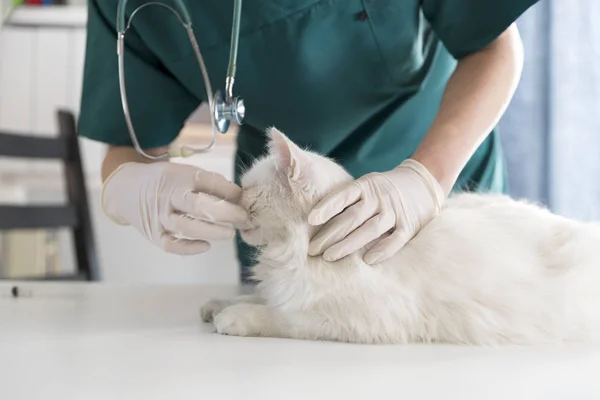 Female veterinarian medical doctor with cat. Pet checkup