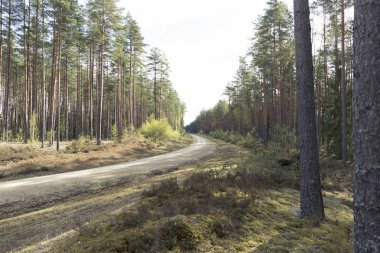Sabah güzel bir ormanda yol. Orman iz