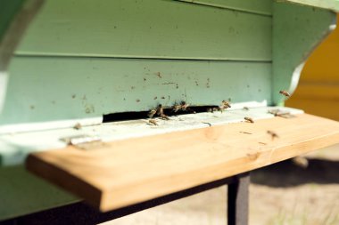 Uçan arılara yaklaş. Tahta arı kovanı ve arılar