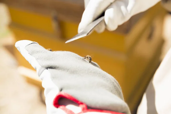 養蜂家の手袋の蜂。養蜂家は蜂と蜂を使用します。 — ストック写真