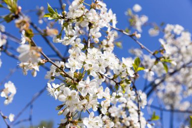 Tam çiçeklenme, mavi gökyüzü arka plan bahar kiraz çiçeği