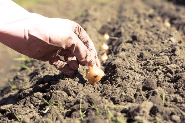 Main Femme Plantant Oignon Dans Potager — Photo