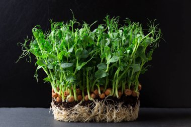 Siyah toprakta büyüyen bezelye filizleri. Sağlıklı beslenme, vejetaryen dolandırıcılığı