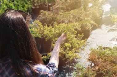 Açık bitki Kreş, iğne yapraklı ağaç seçme kadın