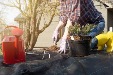 Bahçede ağaç kaplayan kadınlar. Ev işleri ve geliştirme konsepti