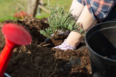 Bahçede ağaç kaplayan kadınlar. Ev işleri ve geliştirme konsepti