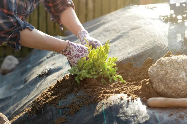 Women Plating Tree Garden Home Gardening Improvement Concept — Stock Photo, Image