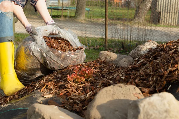 Kvinde Gartner Mulching Pottemager Thuja Træ Med Fyrretræ Bark Bark - Stock-foto