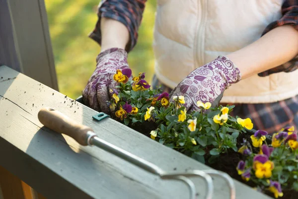 Jardineros Manos Plantando Flores Maceta Con Tierra Tierra Contenedor Terraza — Foto de Stock