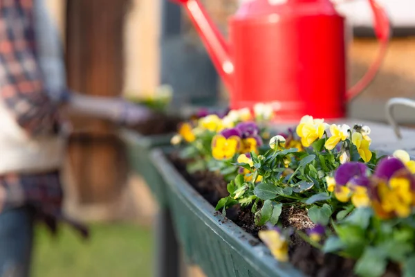 Gardeners Hands Planting Flowers Pot Dirt Soil Container Terrace Balcony — Stock Photo, Image
