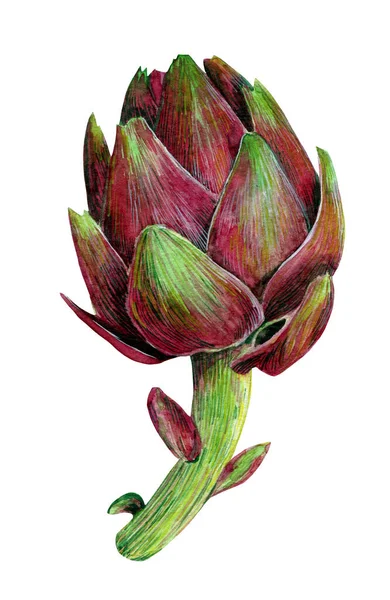 Ilustracja Akwarela Zielonym Różowym Karczochem — Zdjęcie stockowe
