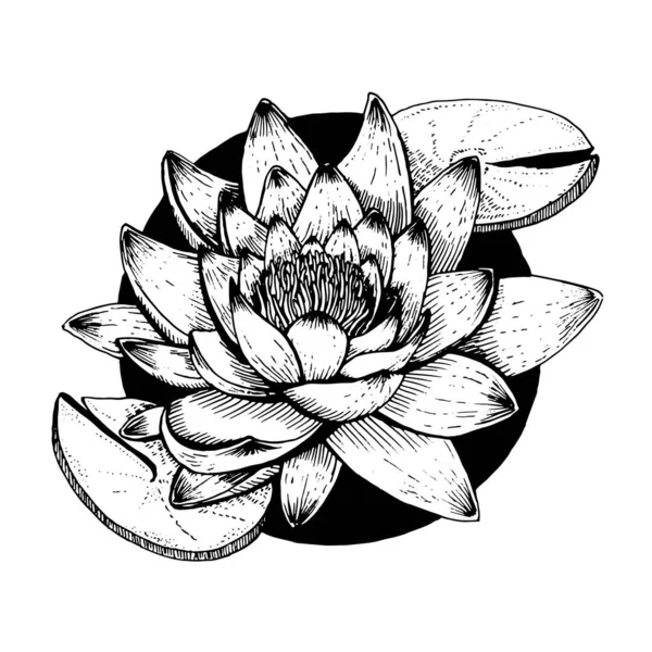 Water Lily Tattoos: Mesmerizing Symbols of Purity and Modesty - Thoughtful  Tattoos