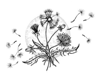 Bir karahindiba ve tohumlarının grafiksel bir çizimi.