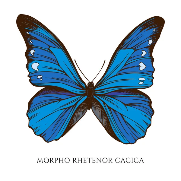 Conjunto vetorial de morpho colorido desenhado à mão rhetenor cacica —  Vetores de Stock