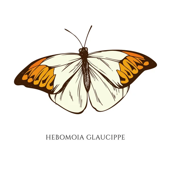 Conjunto vectorial de hebomoia glaucippe dibujado a mano — Vector de stock