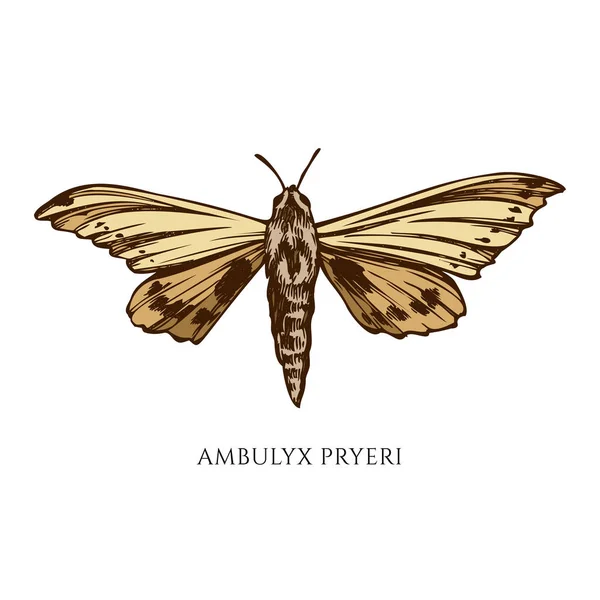 Conjunto de vetores de ambulyx pryeri colorido desenhado à mão —  Vetores de Stock