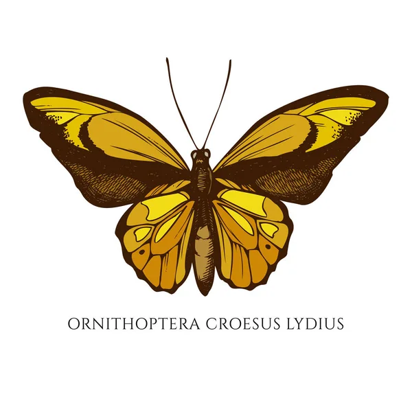 Conjunto vectorial de ornitópteros croesus lydius dibujados a mano — Vector de stock